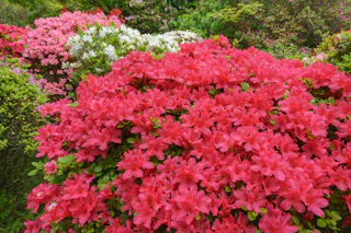 Dense clusters of vibrant pink azalea flowers in full bloom, surrounded by green foliage and additional pink, white, and red azalea bushes in the background.