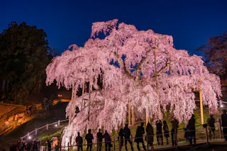 People stand in front of a large illuminated cherry blossom tree with cascading pink flowers at night, admiring its beauty. The tree is fenced and the sky is dark blue, creating a serene atmosphere.