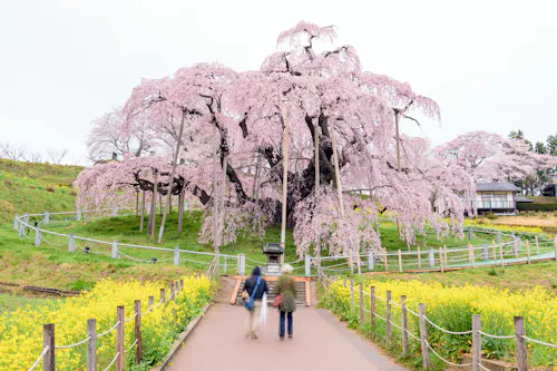 Two people walk on a path lined with yellow flowers toward a large cherry blossom tree in full bloom, surrounded by a wooden fence and grassy hillside under an overcast sky.