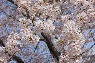 Close-up of blossoming cherry tree branches covered in clusters of pale pink and white flowers against a clear blue sky. The background shows more cherry blossoms and tree trunks out of focus.