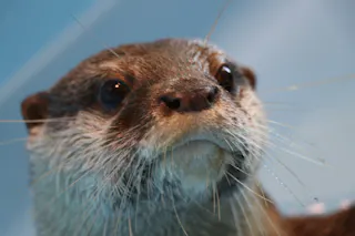 Close-up of an otter's face, showing its wet fur, prominent whiskers, shiny nose, and dark eyes, with a soft blue background.