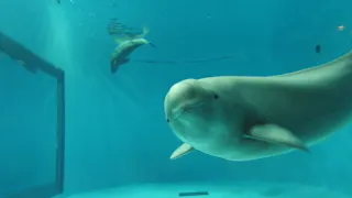 A beluga whale swims close to the glass in a large blue aquarium tank, looking toward the camera. Another beluga is seen swimming in the background.