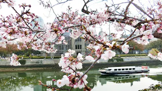 Pink cherry blossoms in full bloom on tree branches frame a river scene, with a white boat cruising on the water and buildings visible on the opposite bank in the background.