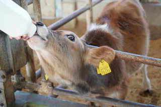 A young calf with yellow ear tags drinks milk from a bottle held by a person. The calf is inside a pen with metal bars and sandy bedding visible on the ground.