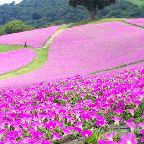 Mother Farm (Mother Bokujo) A vibrant hillside covered in bright pink flowers with a winding path and a few people walking among the fields, trees and green hills in the background.