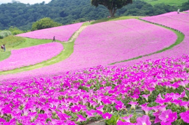 Mother Farm (Mother Bokujo)