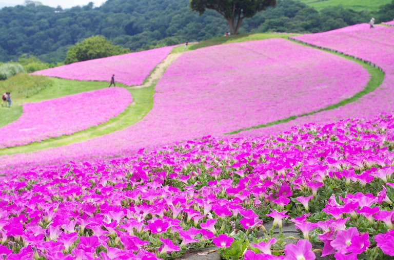 Mother Farm (Mother Bokujo)