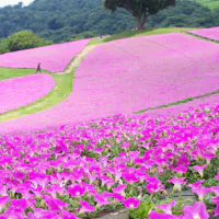 Mother Farm (Mother Bokujo) A vibrant hillside covered in bright pink flowers with a winding path and a few people walking among the fields, trees and green hills in the background.