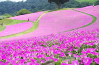 A vibrant hillside covered in bright pink flowers with a winding path and a few people walking among the fields, trees and green hills in the background.