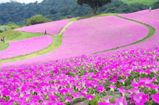 A vibrant hillside covered in bright pink flowers with a winding path and a few people walking among the fields, trees and green hills in the background.