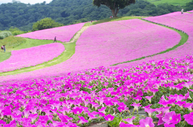 A vibrant hillside covered in bright pink flowers with a winding path and a few people walking among the fields, trees and green hills in the background.