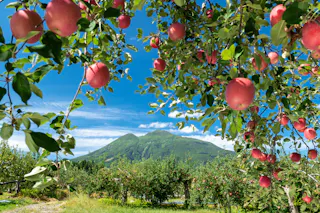 Red apples hanging from tree branches frame a scenic view of a lush green orchard with a mountain in the background under a bright blue sky with scattered clouds.
