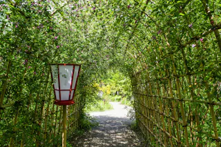 A sunlit path passes under a tunnel of green vines supported by bamboo trellises, with a traditional red and white lantern standing on the left side of the walkway. Bright foliage and trees are visible beyond the tunnel.