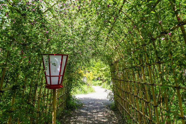 A sunlit path passes under a tunnel of green vines supported by bamboo trellises, with a traditional red and white lantern standing on the left side of the walkway. Bright foliage and trees are visible beyond the tunnel.