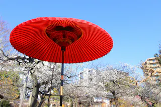 A large red traditional Japanese parasol stands open in a garden with blooming white trees under a clear blue sky, with buildings visible in the background.