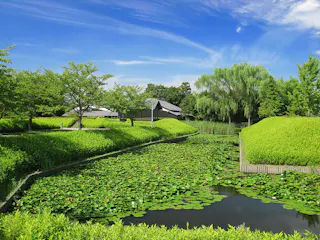 A peaceful Japanese garden features a pond filled with water lilies, manicured green bushes, trees, and traditional buildings under a bright blue sky with wispy clouds.
