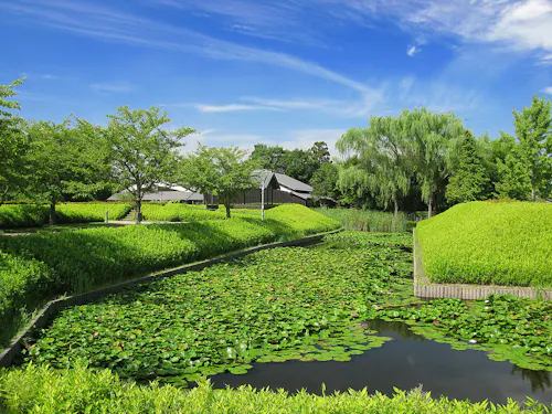 A peaceful Japanese garden features a pond filled with water lilies, manicured green bushes, trees, and traditional buildings under a bright blue sky with wispy clouds.
