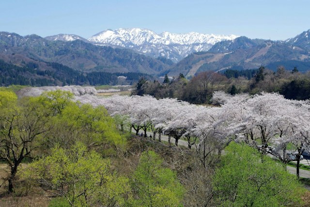 Natsui Senbonzakura in Fukushima: Highlights, Access & Tips - Trip To Japan