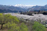 A scenic landscape featuring snow-capped mountains in the distance, green hills, and a row of cherry blossom trees in full bloom along a winding road under a clear blue sky.