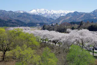 A scenic landscape featuring snow-capped mountains in the distance, green hills, and a row of cherry blossom trees in full bloom along a winding road under a clear blue sky.