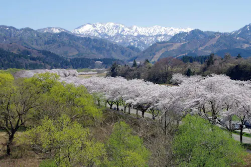 A scenic landscape featuring snow-capped mountains in the distance, green hills, and a row of cherry blossom trees in full bloom along a winding road under a clear blue sky.