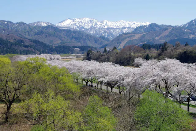 A scenic landscape featuring snow-capped mountains in the distance, green hills, and a row of cherry blossom trees in full bloom along a winding road under a clear blue sky.