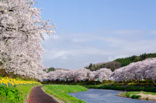 A scenic view of a riverside lined with blooming cherry blossom trees and yellow flowers under a clear blue sky, with a pathway running alongside the water.