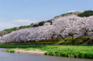 Rows of cherry blossom trees in full bloom line a grassy riverbank under a blue sky, with green hills and forest in the background.