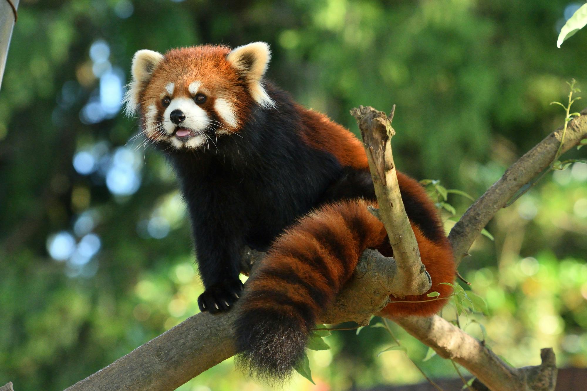 A red panda with reddish-brown fur, a bushy striped tail, and white markings on its face sits on a tree branch, surrounded by green foliage.