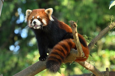 Nihondaira Zoo