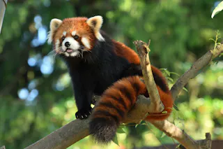 A red panda with reddish-brown fur, a bushy striped tail, and white markings on its face sits on a tree branch, surrounded by green foliage.