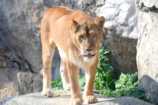 A lioness stands on a rock in front of stone and greenery, looking directly at the camera with her mouth slightly open. Sunlight highlights her tan fur.