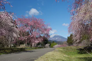 A paved path lined with blooming cherry blossom trees leads toward a distant snow-capped mountain under a clear blue sky.
