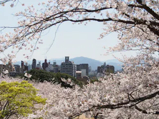 Cherry blossom trees in full bloom frame a cityscape with tall buildings and a distant mountain under a clear blue sky.