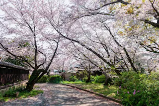 A sunlit garden path curves under blooming cherry blossom trees with pink flowers, next to a wooden fence and green shrubs, creating a peaceful, springtime scene.