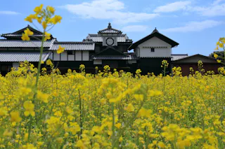 A traditional Japanese building with a clock on its facade stands behind a vibrant field of blooming yellow flowers under a partly cloudy blue sky.