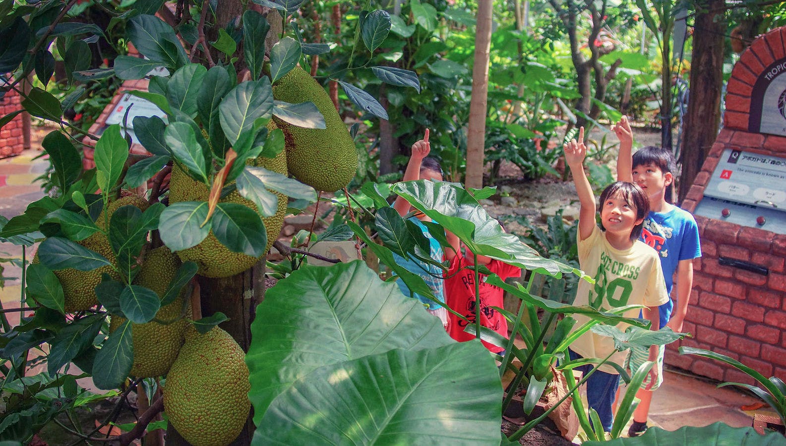 Three children excitedly point at large jackfruits growing on a tree in a lush, green garden. Sunlight filters through the leaves, and a brick wall with informational signs is visible in the background.