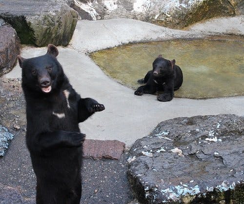 An adult black bear stands upright on its hind legs while a black bear cub sits on the ground near a shallow pool of water surrounded by rocks.