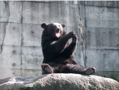 Okuhida Bear's Ranch