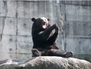 A bear is sitting upright on a large rock with its mouth open and front paws together, in front of a concrete wall.