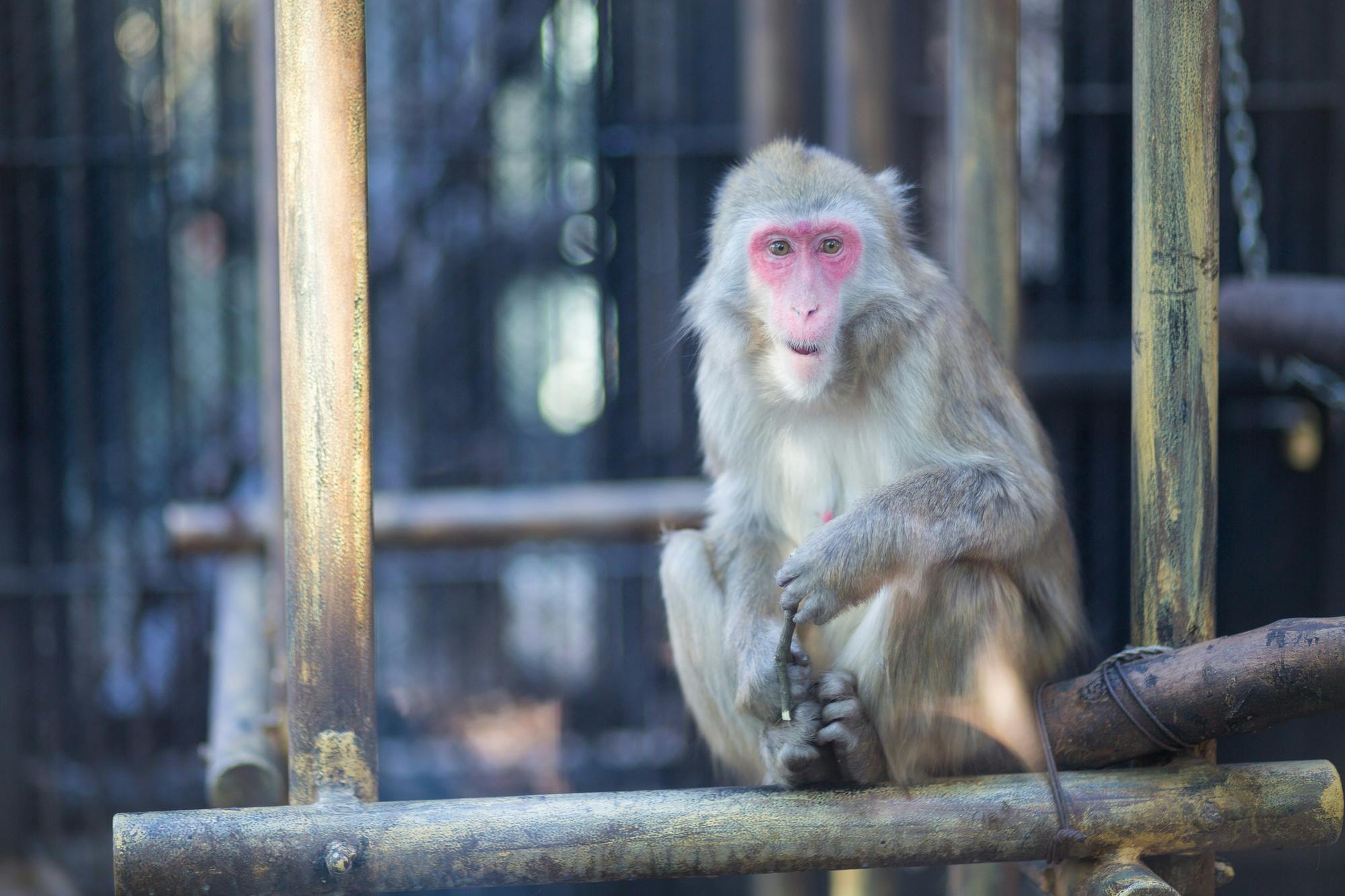 A monkey with a pink face and light brown fur sits on wooden bars in an enclosure, looking toward the camera. The background is blurred with metal fencing visible.