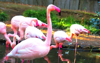 Omiya Park Zoo