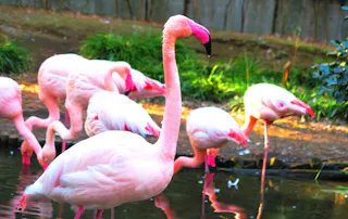 A group of pink flamingos stands and wades in shallow water, with one flamingo prominently in the foreground. Green grass and a brown dirt area are visible in the background.