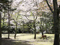 Deer grazing on grassy ground beneath tall trees with blooming cherry blossoms, sunlight filtering through the branches, creating a peaceful woodland scene.