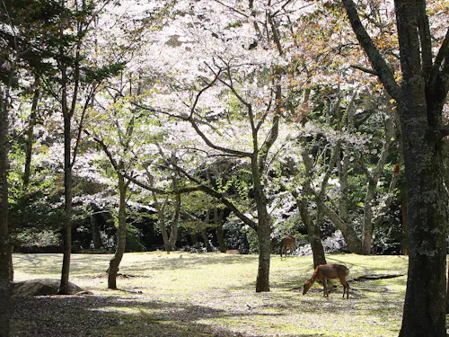 Deer grazing on grassy ground beneath tall trees with blooming cherry blossoms, sunlight filtering through the branches, creating a peaceful woodland scene.
