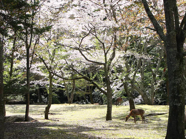 Deer grazing on grassy ground beneath tall trees with blooming cherry blossoms, sunlight filtering through the branches, creating a peaceful woodland scene.