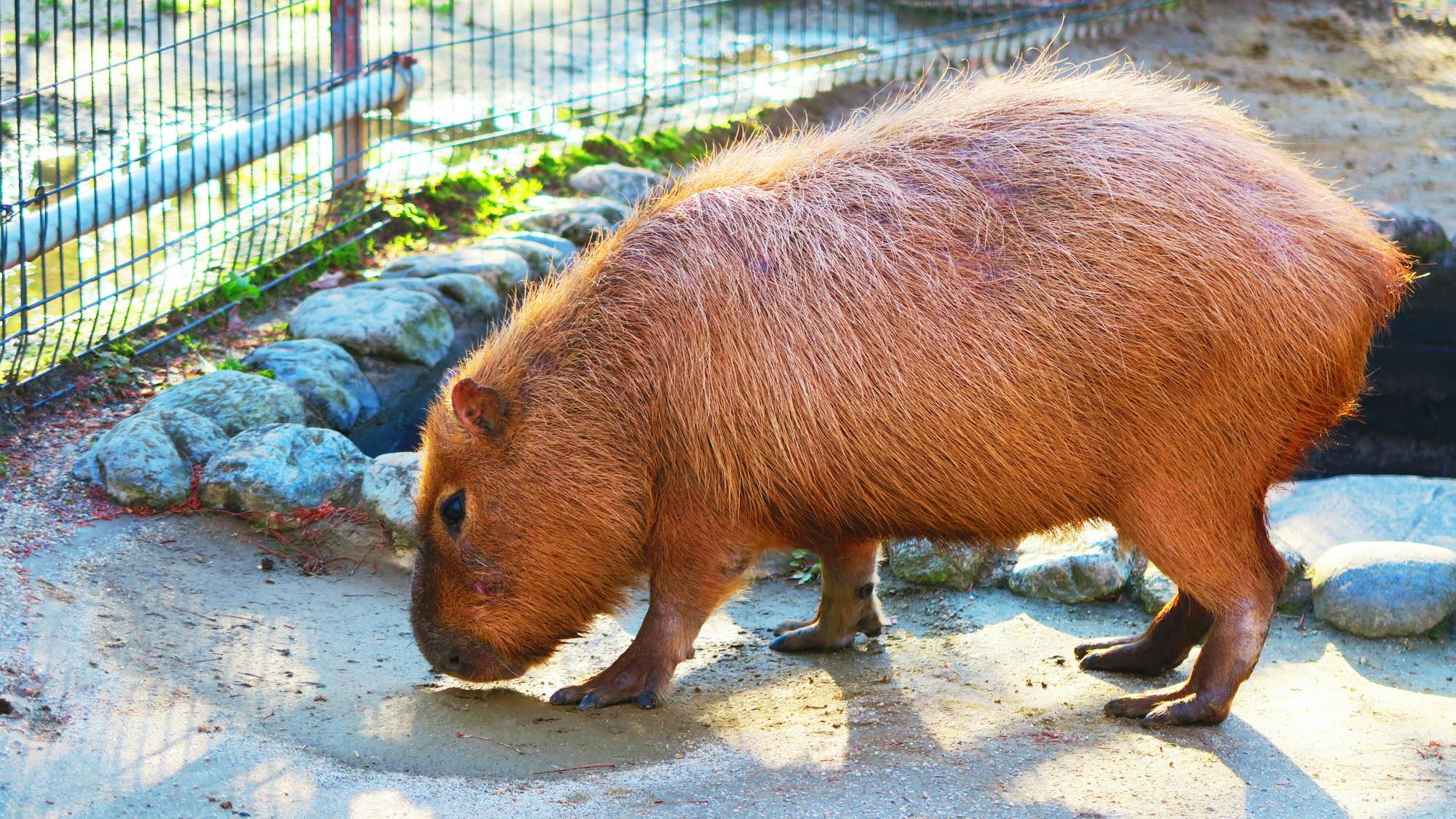 A capybara with reddish-brown fur stands on sandy ground near a fence and rocks, looking down as if sniffing the ground in a sunlit outdoor enclosure.