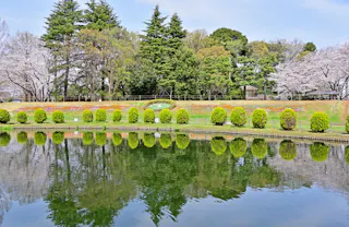 A calm pond reflects rows of trimmed shrubs, blooming cherry blossom trees, and tall evergreens in a landscaped park under a clear blue sky.
