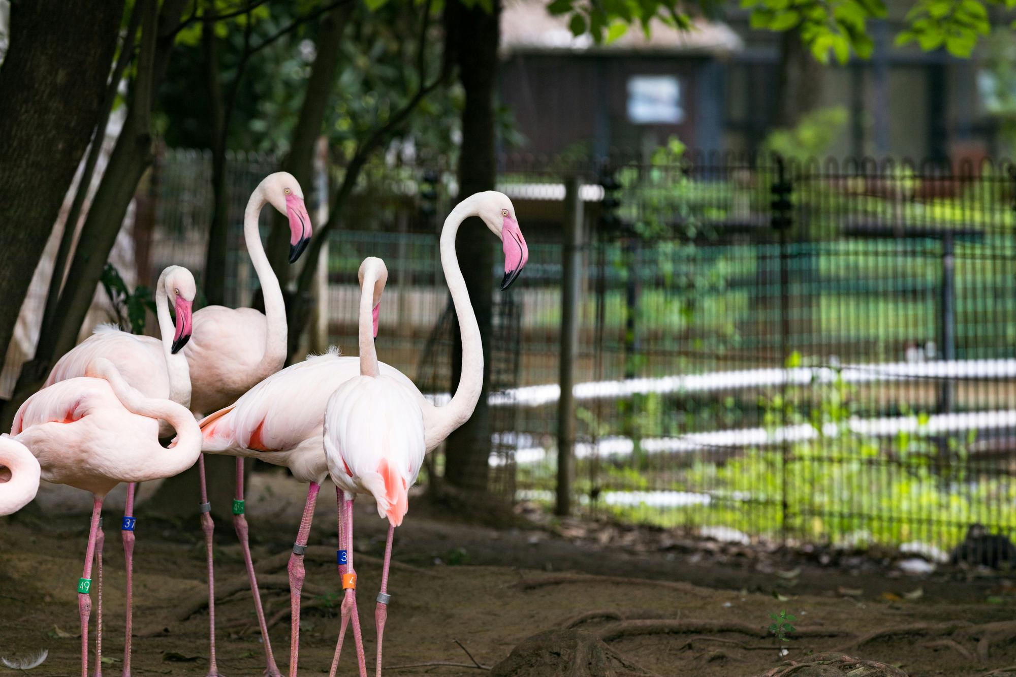 Five pink flamingos stand together on dirt near some fencing and trees in a zoo or enclosed park setting. The background is green and lush, with blurred fencing and foliage visible.