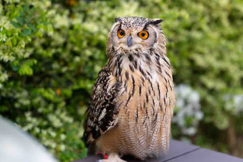 A large owl with orange eyes and mottled brown and cream feathers sits on a surface outdoors, with leafy green foliage in the background.